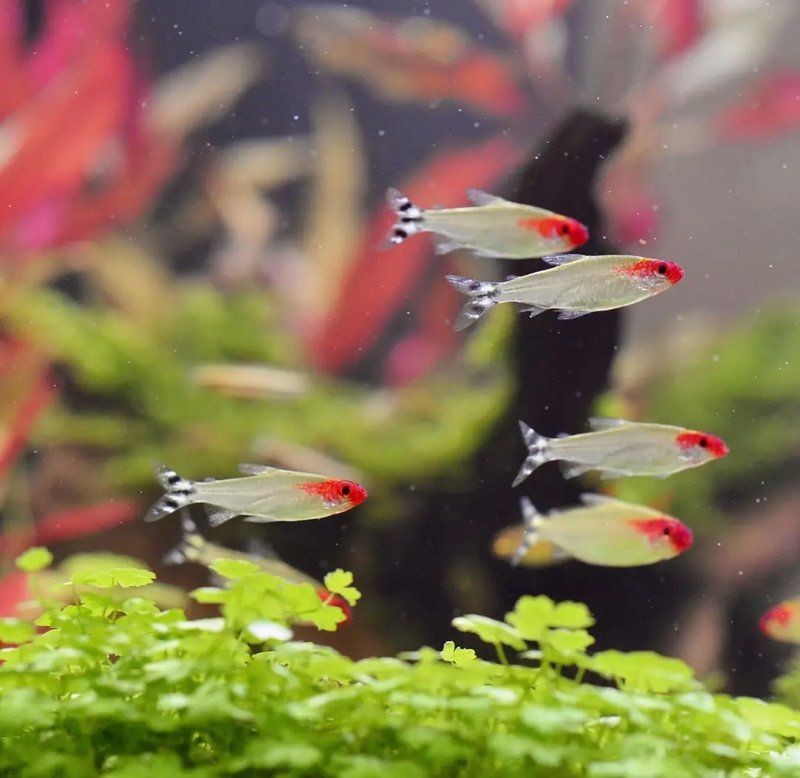 紅頭利魚是雜牌魚嗎