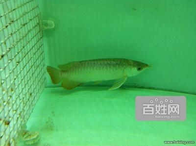 天津龍魚漁場：天津有哪些龍魚漁場？