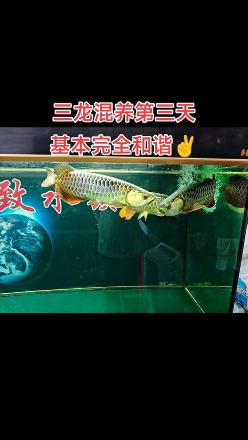 水虎魚和龍魚混養好嗎圖片