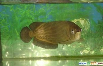 龍魚害怕人：龍魚為什么害怕人
