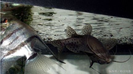龍魚害怕人：龍魚為什么害怕人
