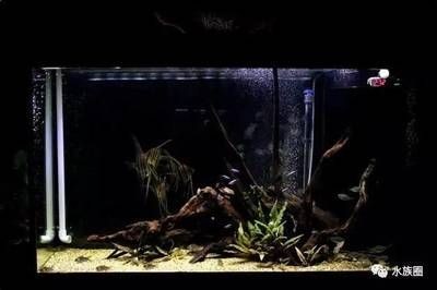 觀賞魚缸的水藻管理：觀賞魚缸中養出健康的水藻是一個需要細心操作的過程