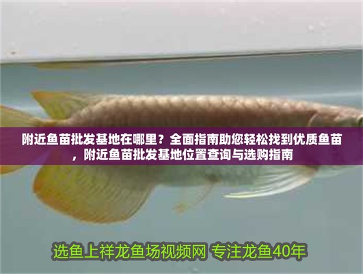 魚苗批發(fā)基地 批發(fā)市場(chǎng)