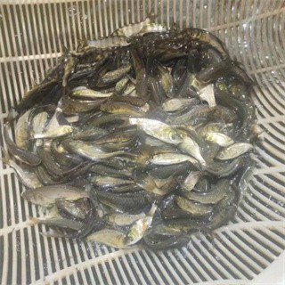 魚苗批發(fā)基地 批發(fā)市場(chǎng)
