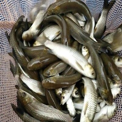 魚苗批發(fā)基地 批發(fā)市場(chǎng)