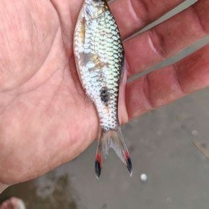 廣州釣魚網(wǎng)有哪些釣魚論壇？ 廣州釣魚網(wǎng)有哪些釣魚論壇？ 2025長城杯龍魚大賽 第6張