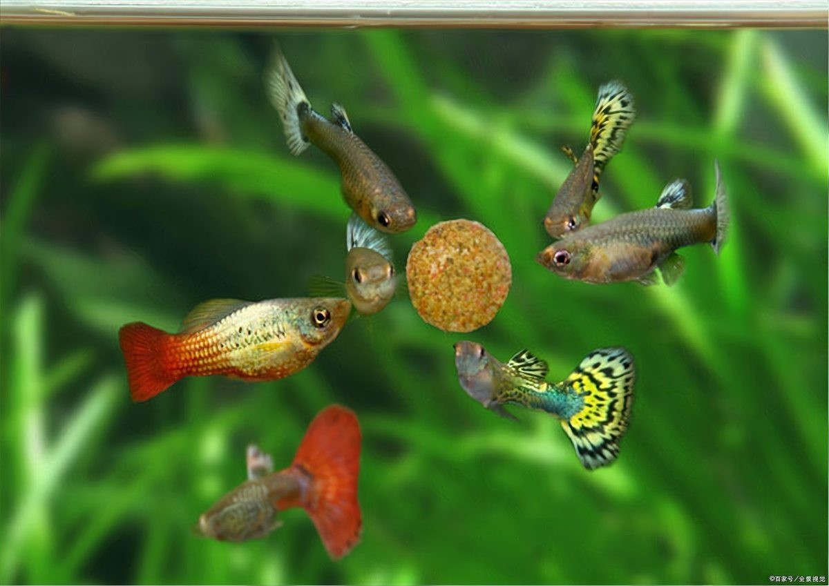 孔雀魚壽命一般有多長？