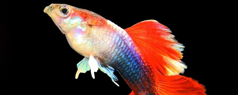 孔雀魚壽命一般有多長？