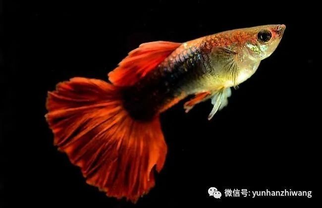 孔雀魚壽命一般有多長？