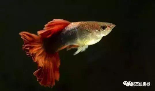 孔雀魚壽命一般有多長？