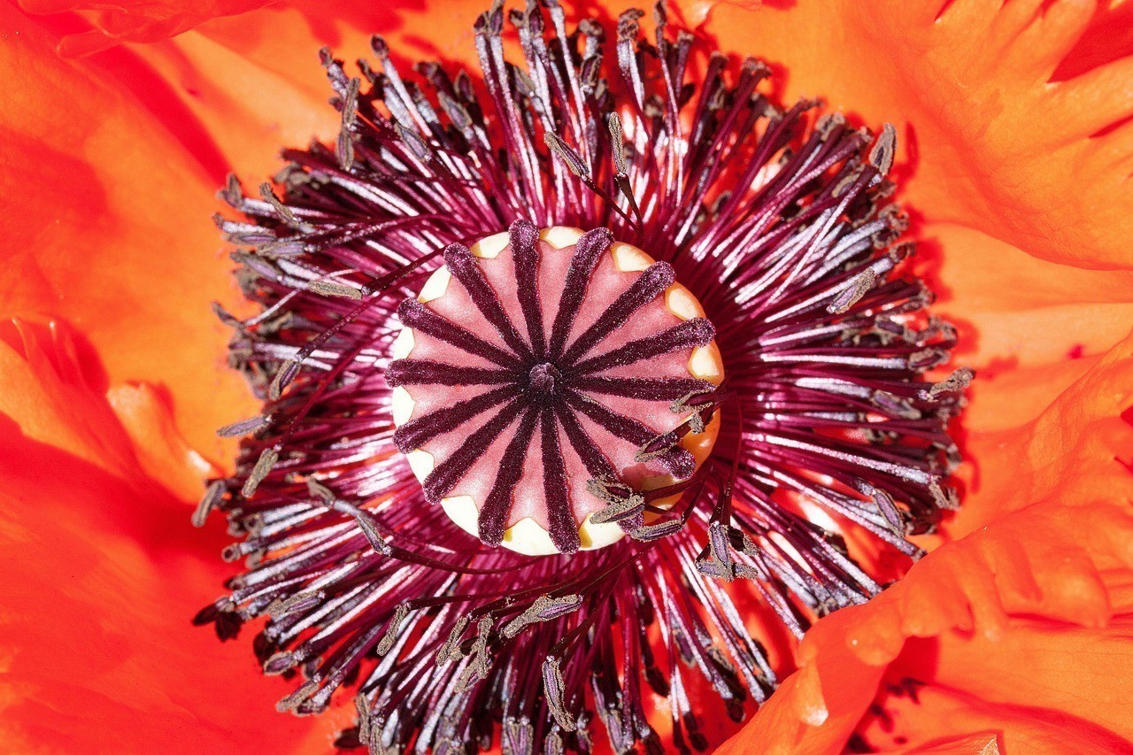紅龍不紅最建議買的三個顏色