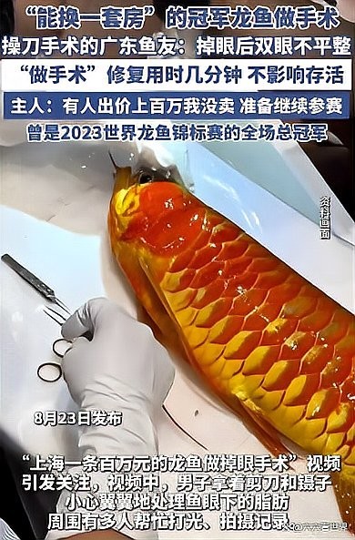 龍魚界總冠軍的商業價值如何評估？