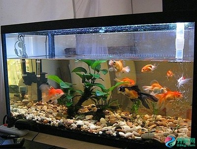 南京市雨花臺區紅龍灣水族經營部（紅龍水族館）