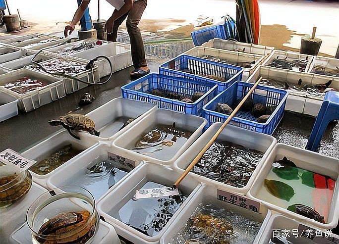 花地灣壹遇龍魚水族的評價如何？
