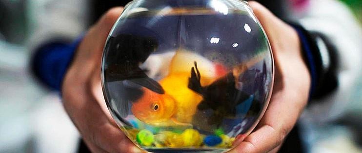 花地灣壹遇龍魚水族的評價如何？