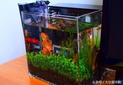如何選擇合適的魚缸過濾器：如何選擇適合自家魚缸的過濾器