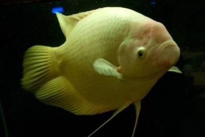 龍魚死掉的寓意（當(dāng)龍魚死亡時(shí)，這一寓意啟示人們以積極態(tài)度看待生死交替） 龍魚死掉的寓意（當(dāng)龍魚死亡時(shí)，這一寓意啟示人們以積極態(tài)度看待生死交替） 龍魚百科 第1張