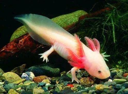 龍魚死掉的寓意（當(dāng)龍魚死亡時(shí)，這一寓意啟示人們以積極態(tài)度看待生死交替） 龍魚死掉的寓意（當(dāng)龍魚死亡時(shí)，這一寓意啟示人們以積極態(tài)度看待生死交替） 龍魚百科 第5張