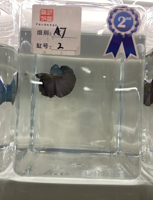 請提供更多長城杯觀賞魚比賽的獲獎作品信息