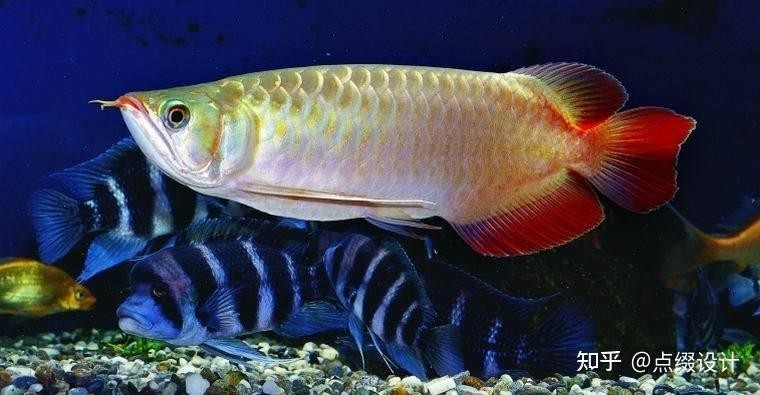 紅龍魚的風水象征是什么