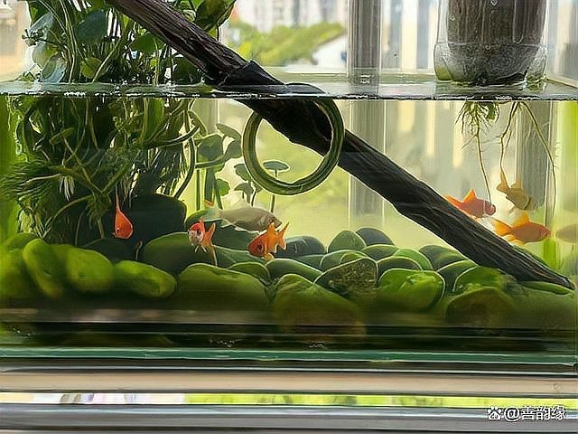 紅龍魚的風水象征是什么