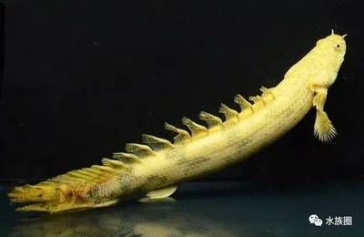 雷龍魚圖鑒大全（雷龍魚圖鑒大全是一本介紹雷龍魚的詳細圖書）