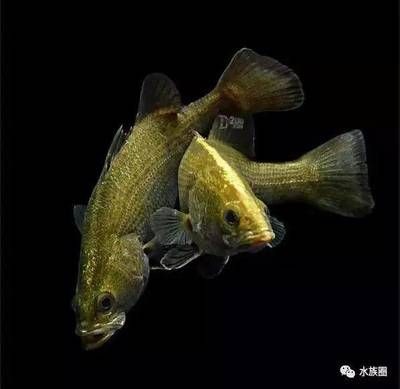 雷龍魚圖鑒大全（雷龍魚圖鑒大全是一本介紹雷龍魚的詳細圖書）