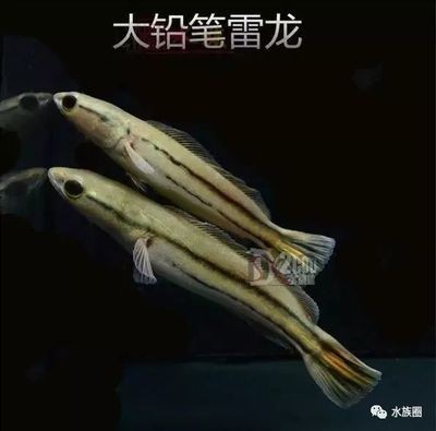 雷龍魚圖鑒大全（雷龍魚圖鑒大全是一本介紹雷龍魚的詳細圖書）