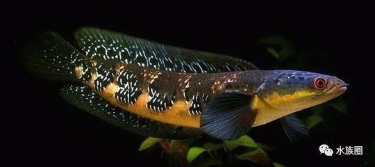 雷龍魚圖鑒大全（雷龍魚圖鑒大全是一本介紹雷龍魚的詳細圖書）