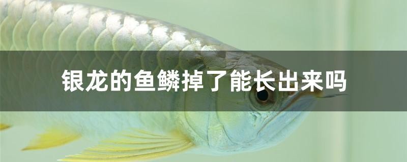 銀龍的魚鱗掉了能長(zhǎng)出來嗎