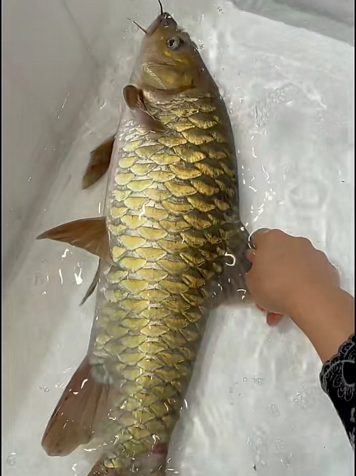 淡水魚忘不了