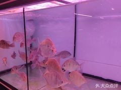推薦幾家信譽好的龍魚店