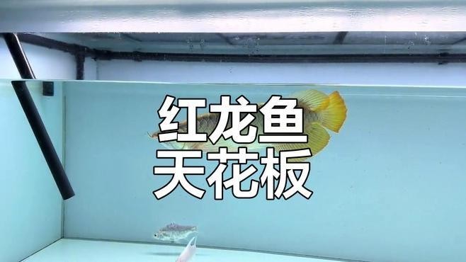 賽級紅龍魚視頻