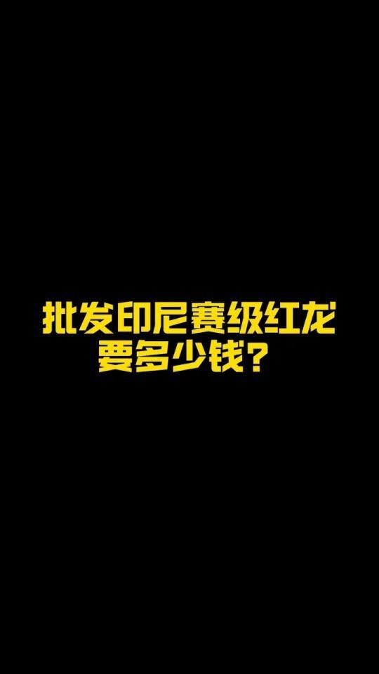 賽級紅龍魚視頻