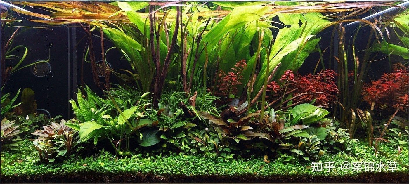 紅色魚缸底砂的選擇標準：紅色的魚缸底砂怎么選擇