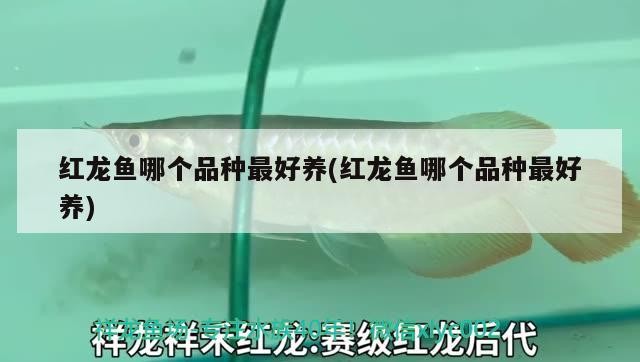 雷龍魚能和銀龍魚混養嗎圖片（雷龍魚可以和銀龍混養嗎）