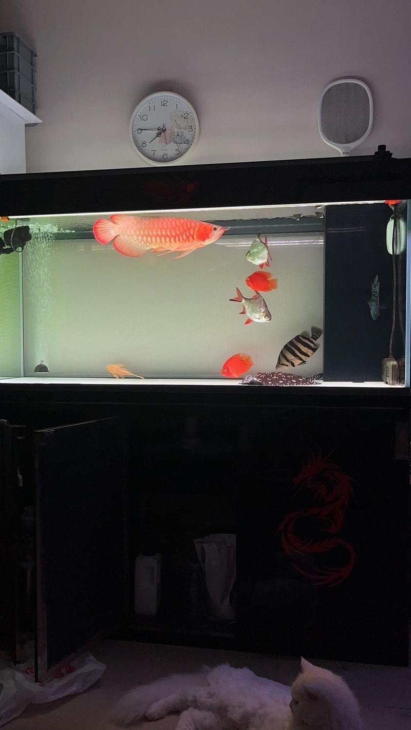 龍魚2024年比賽時間表最新消息查詢