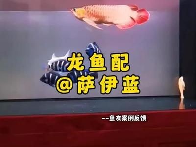 龍魚急救成功案例：龍魚急救失敗原因分析,
