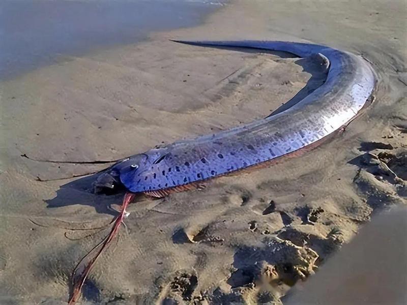 龍宮里有名的魚