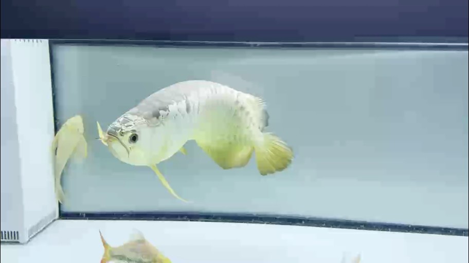 立達金龍 立達金龍 龍魚論壇 第1張