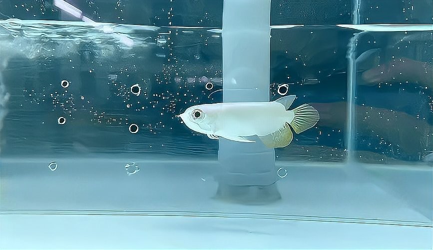 龍魚的人工選育有哪些成功案例？