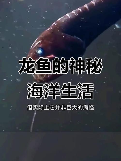 海水龍魚圖片大全