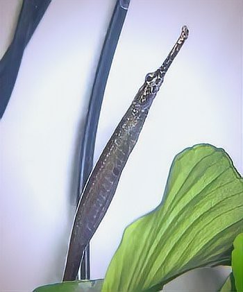 海水龍魚圖片大全
