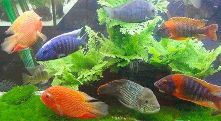 黑色的魚缸有什么作用？：黑色的魚缸在風水中有什么作用？