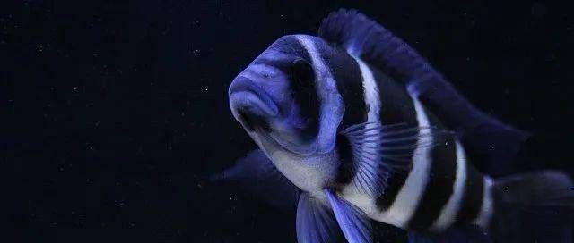 薩伊藍(lán)魚缸底沙用白色的還是黑色的好：探討薩伊藍(lán)魚缸底沙的顏色選擇 薩伊藍(lán)魚缸底沙用白色的還是黑色的好：探討薩伊藍(lán)魚缸底沙的顏色選擇 魚缸百科 第1張