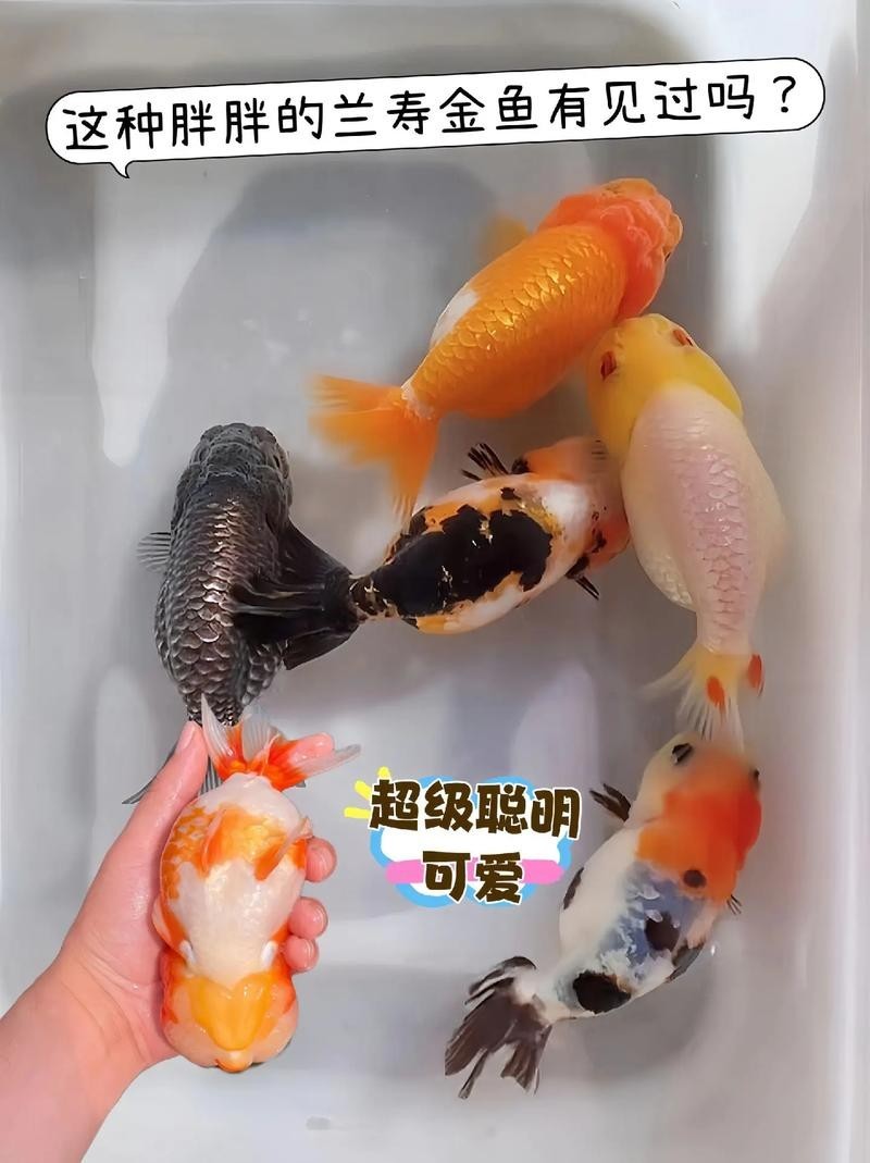 福州飛藝的金魚品種是什么？