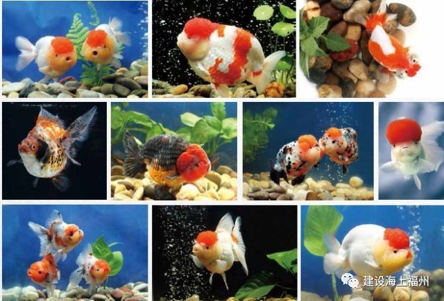 福州飛藝的金魚品種是什么？