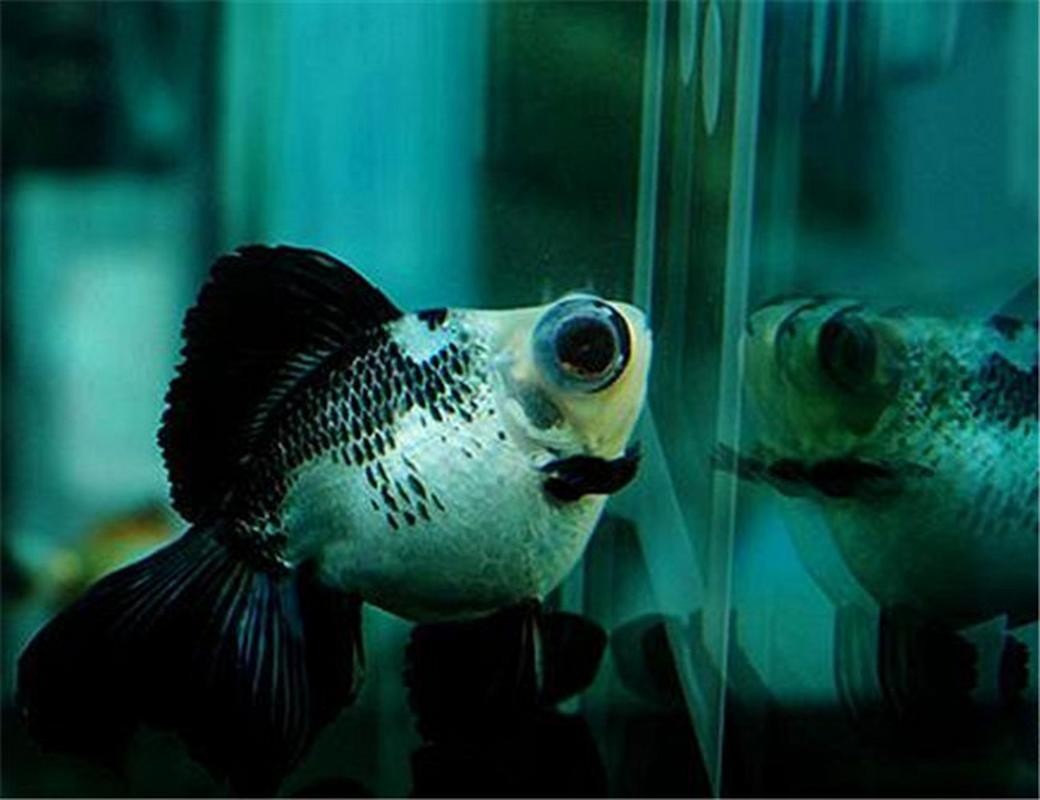 福州飛藝的金魚品種是什么？