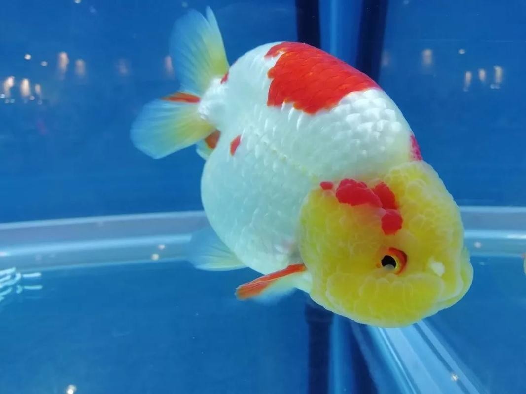 福州飛藝的金魚品種是什么？