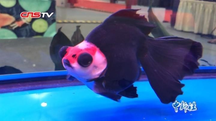 福州飛藝的金魚品種是什么？